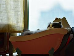 -Catmate·猫肥家润(金润铂宫店)
