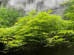 -西塘古镇-倪宅