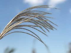 -羊亭河湿地公园