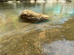 -广州白江湖森林公园