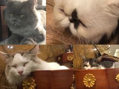 -more than meow吴止猫主题餐厅(承德 中船汇店)