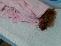 -灵美宠物诊所