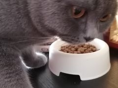 -我爱猫咪·猫咖·狗咖·安哥拉兔·羊驼咖(小寨华旗店)