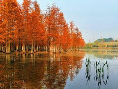 -三圣花乡旅游区