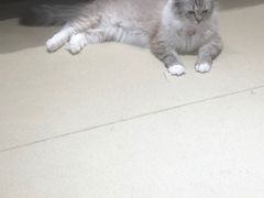 -藏猫猫咖啡主题馆(中央大道店)