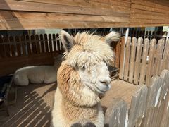 -廊坊固安福朋喜来登酒店