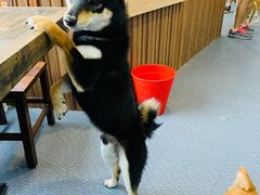 -柴源莊·柴小宠柴犬咖啡