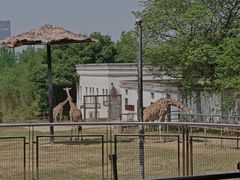 -合肥野生动物园