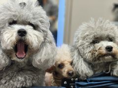 -谐和贝康宠物医院24小时·宠保定点(急重症转诊中心)