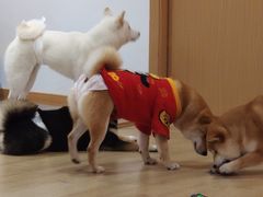 -南京Hallo宠物乐园·哈罗犬舍·柴犬繁育基地