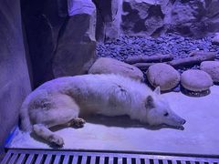 -上海海昌海洋公园-冰山北极馆