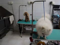 -利又安动物医院··老年病·猫科犬科·中兽医