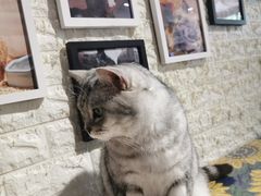 -平行世界·猫咖(首经贸店)