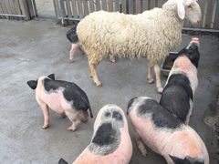 -上海多利农业发展有限公司