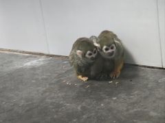 -西安秦岭野生动物园