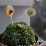 “开花结果” 