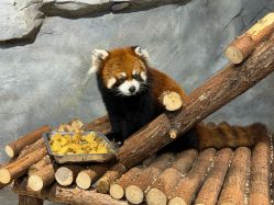 -Zoolung Zoolung动物主题公园(海信广场店)