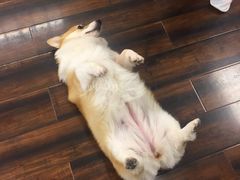 -豆柴町-柴犬主题狗咖(红鼎国际C座店)