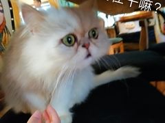 -more than meow吴止猫主题餐厅(承德 中船汇店)