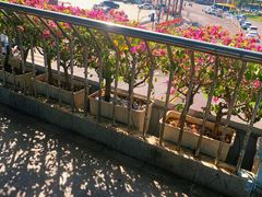 -海口市第一中学