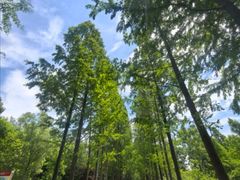 -昆山城市生态森林公园