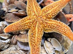 -滨海小渔村·海肠捞饭·鲅鱼水饺·特色老火鱼丸汤(华田店)