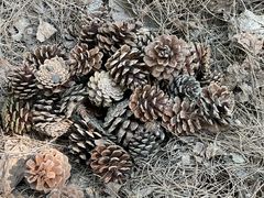 -铁山坪森林公园