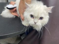 -宠福鑫康馨动物医院·骨科·眼科