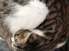 -平行世界·猫咖(首经贸店)