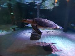 -暹罗海洋世界