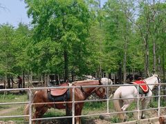 -上海海湾国家森林公园