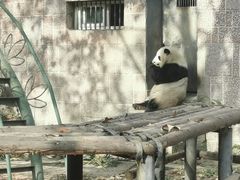 -成都动物园