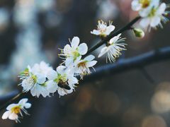 -无锡梅园公园