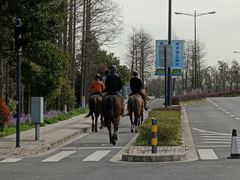-上海长兴岛郊野公园