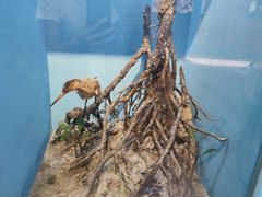 -东寨港红树林旅游区