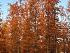 -白鹭湾湿地公园