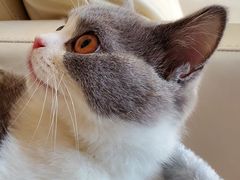 -猫大福·Fortune Cat猫舍(百子湾店)
