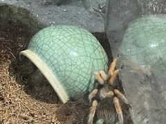 -上海大自然野生昆虫馆(东方明珠·爬宠昆虫探索中心)