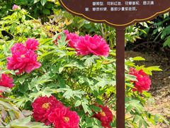 -洛阳市牡丹公园