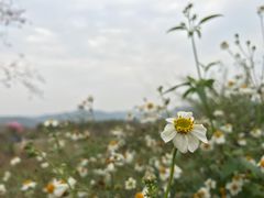 -天适樱花悠乐园