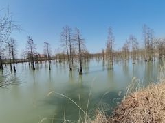 -池杉湖湿地公园