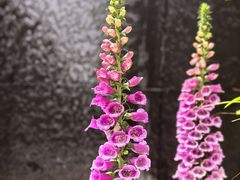 -肴约·花园式餐厅(湖里店)