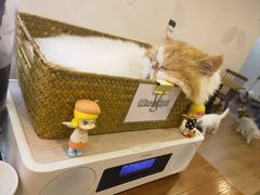 -有猫主题·治愈系猫咖(曾厝垵店)