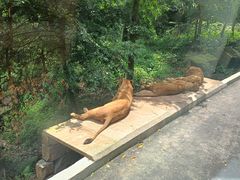 -中国大熊猫保护研究中心雅安碧峰峡基地