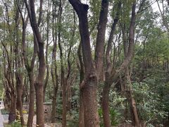 -同里国家湿地公园