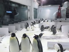 -大连圣亚海洋世界