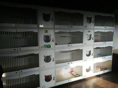 -东方名猫馆·英短金渐层布偶猫舍(环线广场1号楼店)