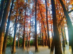 -东湖落雁景区