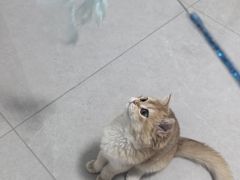 -瑞派宠物医院·犬猫全科·猫友好(宾水西道店)