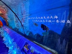 -重庆欢乐海底世界
